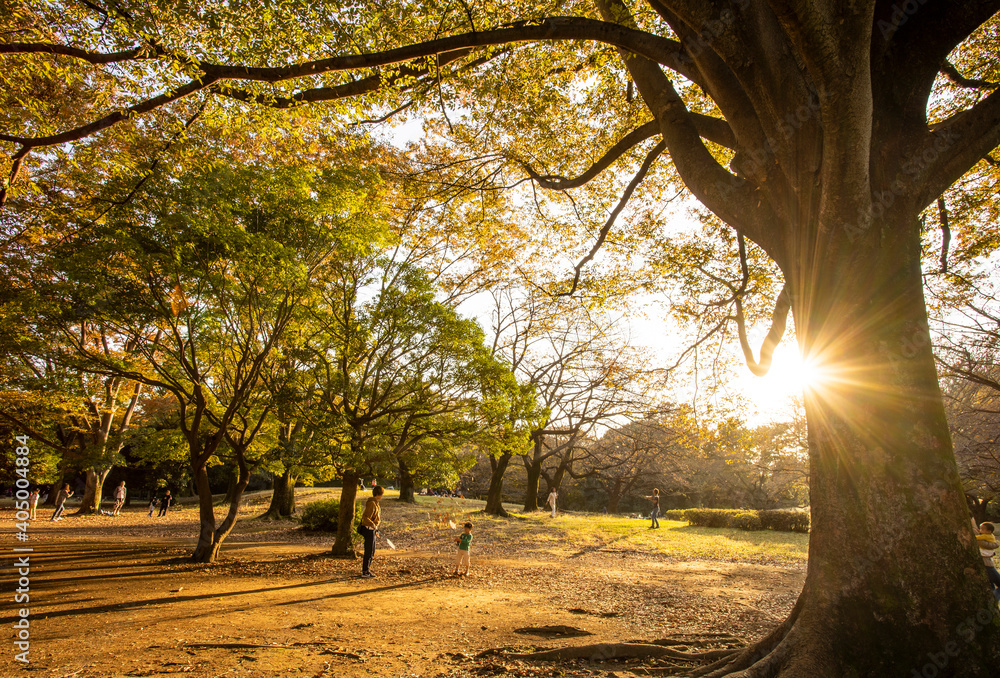 Fototapeta premium 光が丘公園イチョウ並木