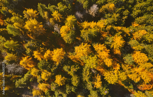 Aerial view of golden and green larches forest in Trivero, Piedmont, Italy. photo