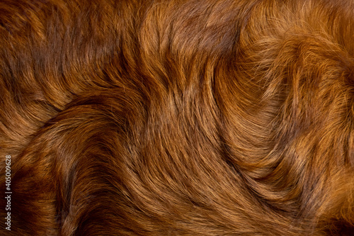 Shinning brown fur golden retriever long hair background texture
