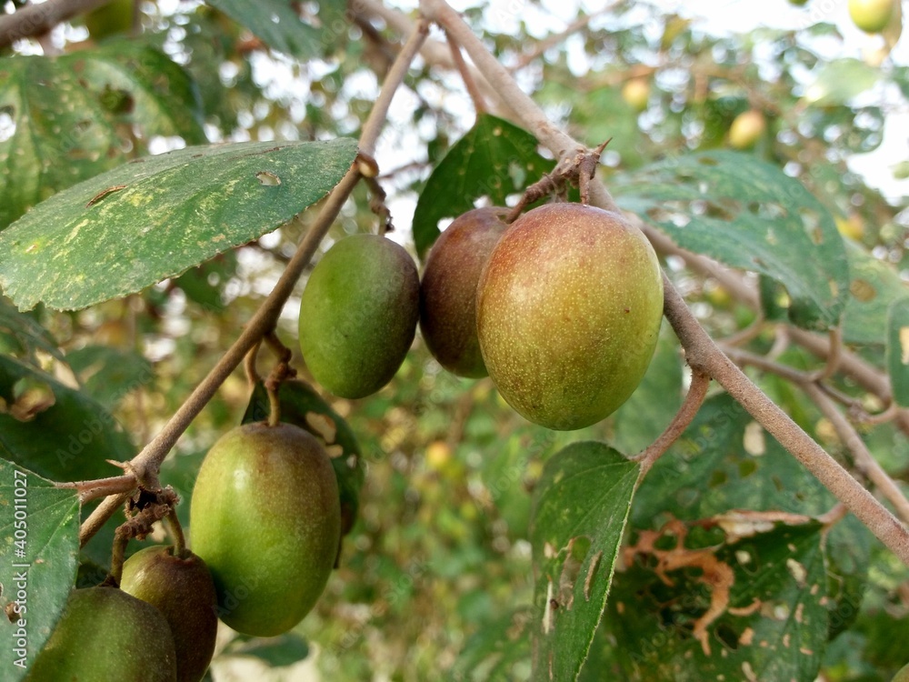 Plum fruits hanging on the tree Plum fruits hanging on the tree
