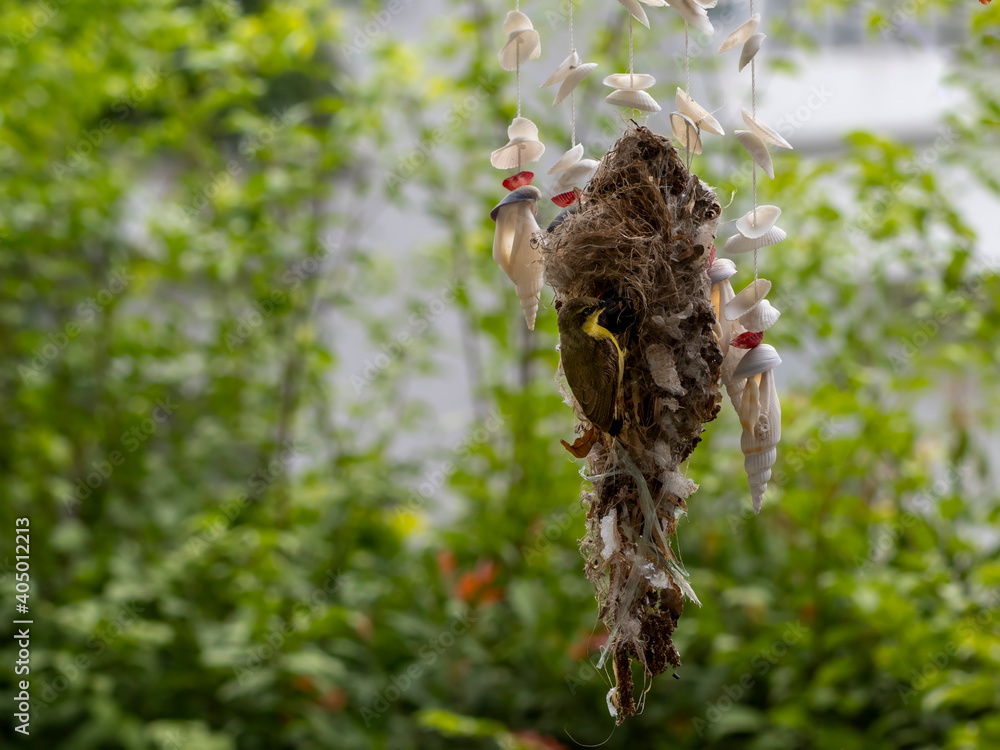 Fototapeta premium we can live together. Sunbird build their home on Mobile shell in front of my home