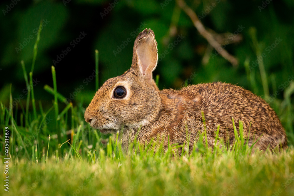 Fototapeta premium Cute portrait of a bunny rabbit in a field of grass looking at camera with ears up 