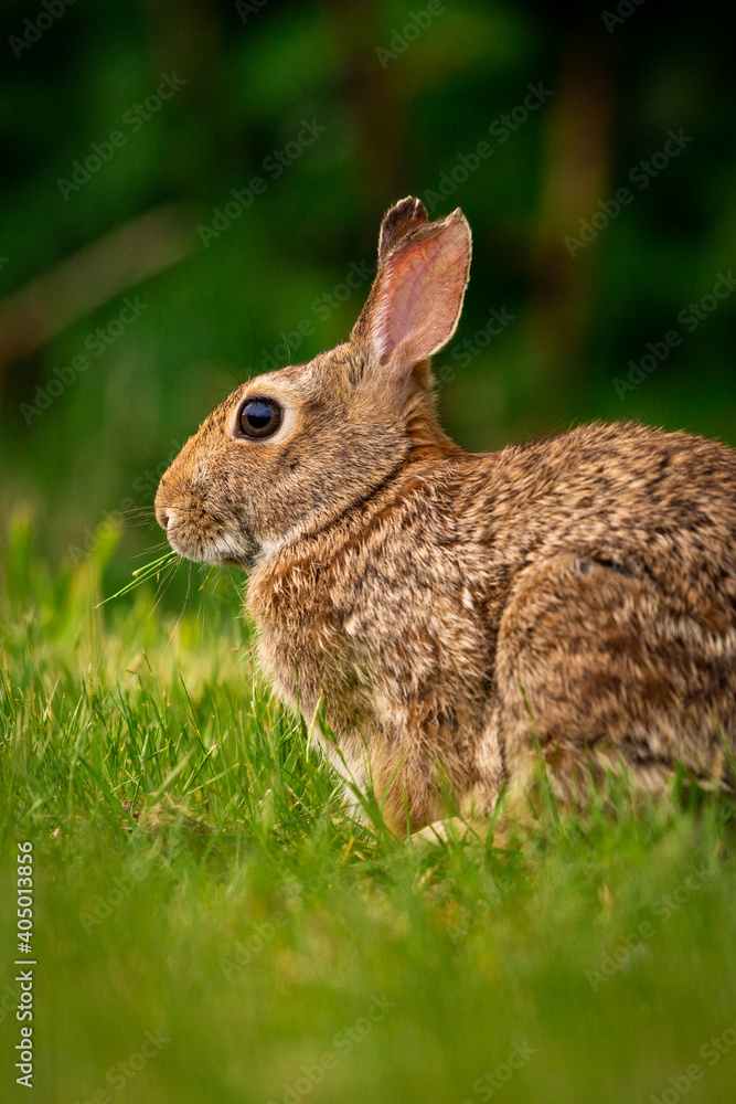 Cute portrait of a bunny rabbit in a field of grass looking at camera with ears up
Cute portrait of a bunny rabbit in a field of grass looking at camera with ears up