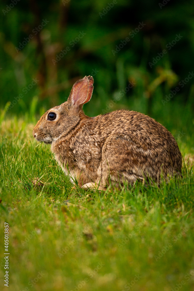 Cute portrait of a bunny rabbit in a field of grass looking at camera with ears up
Cute portrait of a bunny rabbit in a field of grass looking at camera with ears up