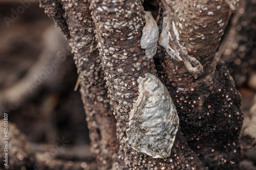 Oyster on mangrove, Clyde River, NSW, January 2021