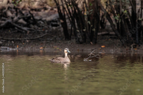 Pacific Black Duck  Clyde River  NSW  January 2021