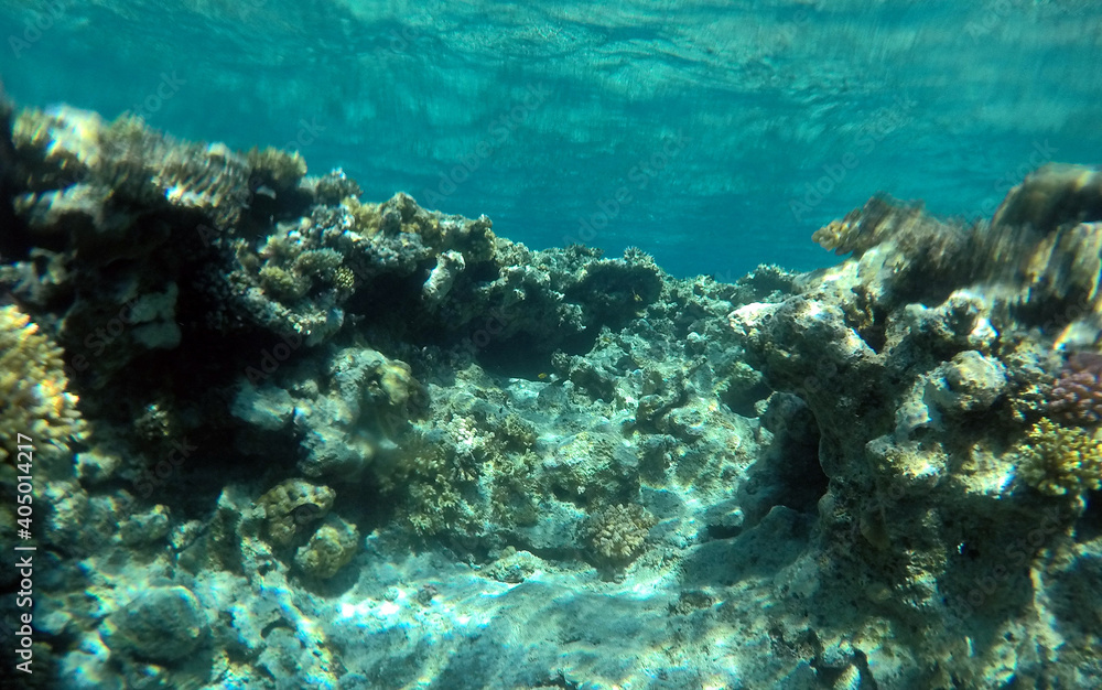 Fototapeta premium Tropical coral reef. Ecosystem and environment. Egypt. Near Sharm El Sheikh