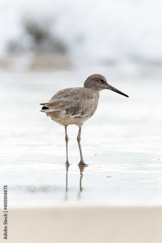 Shorebird with long beak foraging for food at sandy ocean beach with waves in background - Santa Barbara, California Shorebird with long beak foraging for food at sandy ocean beach with waves in background - Santa Barbara, California