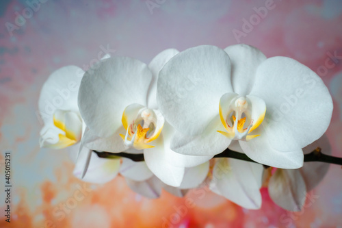 Fototapeta Naklejka Na Ścianę i Meble -  White orchid on rainbow
background. tropical flowers.