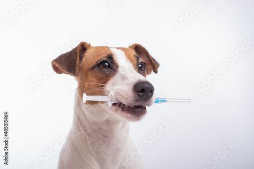 Photo Little dog Jack Russell Terrier with a syringe in his mouth on a white backgroun