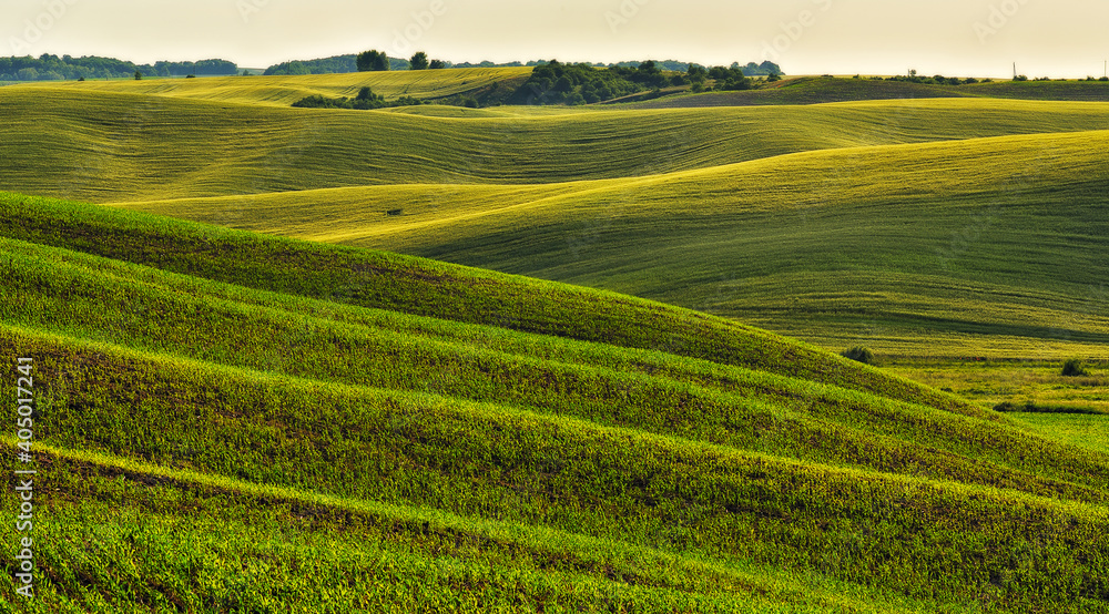 Rolling hills of green wheat fields. Amazing fairy minimalistic landscape with waves hills