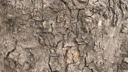 texture skin tree trunk wood 