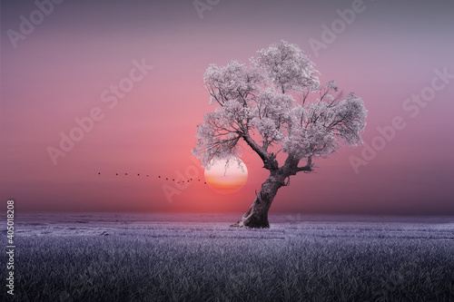 amazing tree in the morning