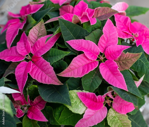 Beautiful pink poinsettia flower plant, traditional Christmas plant.
