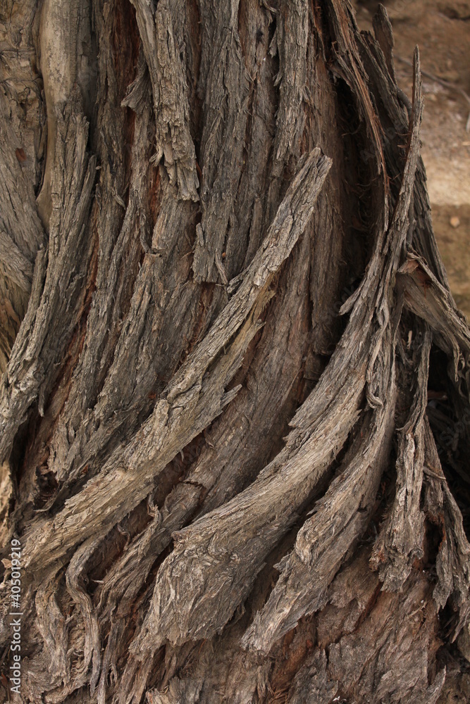 tree in desert tree in desert