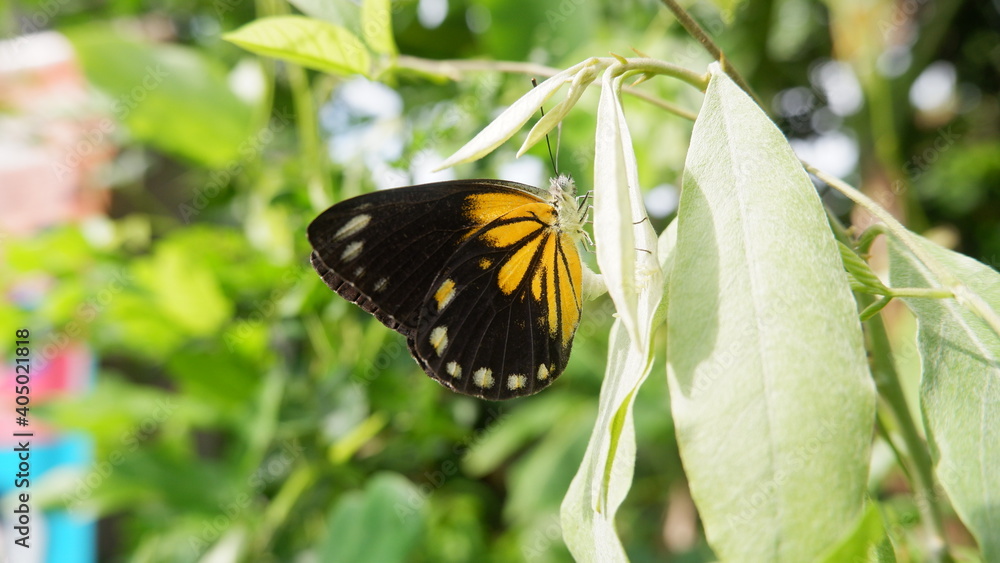 Fototapeta premium Beautiful yellow butterfly on flower