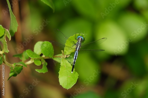 blue dragonfly Acishoma panorpoides on a leaf