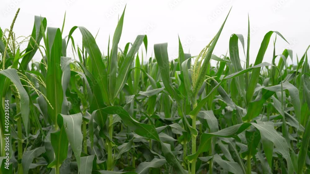The movement of corn plants in the fields On cloudy days The movement of corn plants in the fields On cloudy days