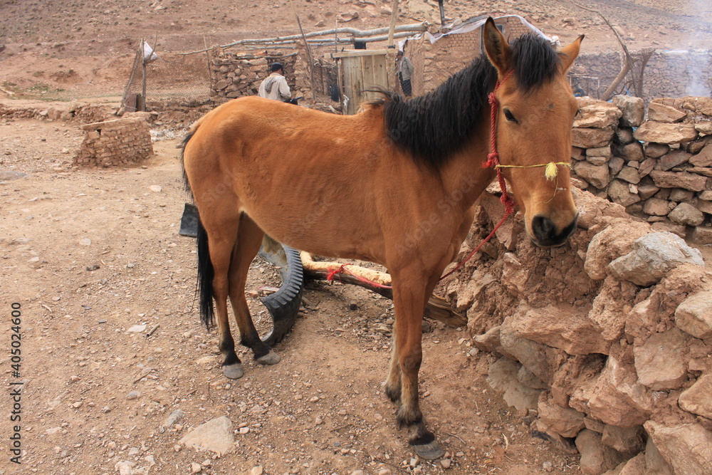 Fototapeta premium horse