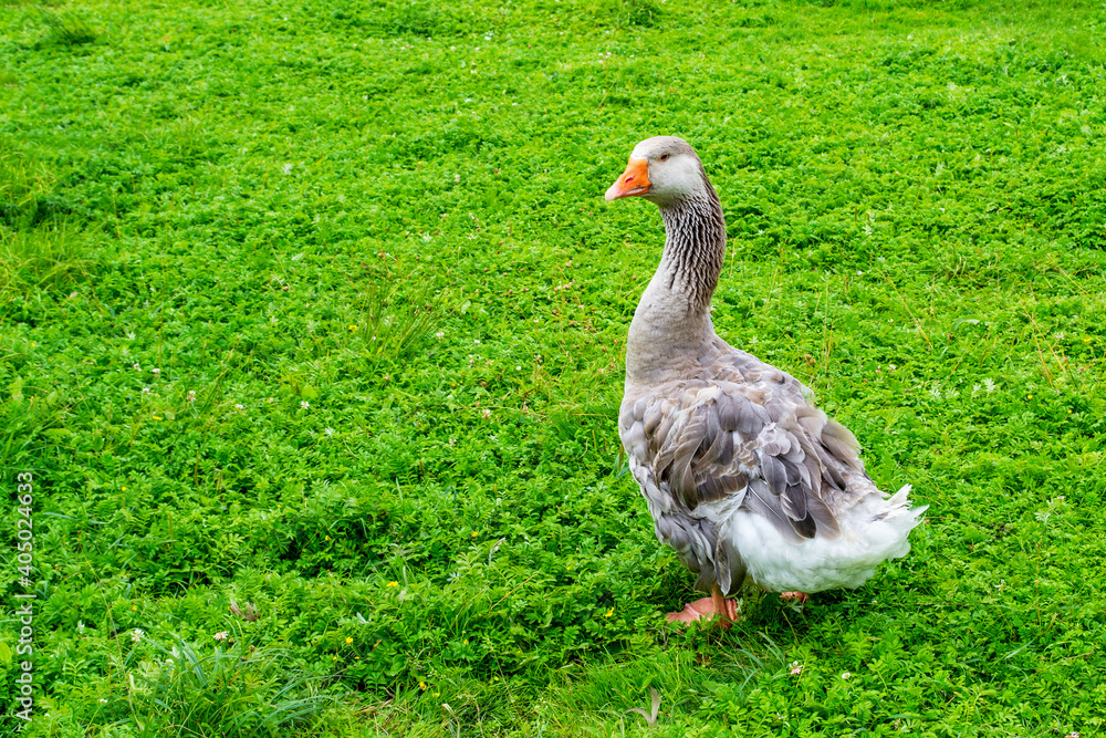 Gray goose on a farm in the village. Walks on young green grass Gray goose on a farm in the village. Walks on young green grass
