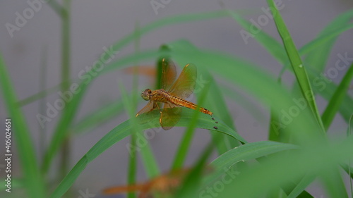 dragonfly on a blade of grass