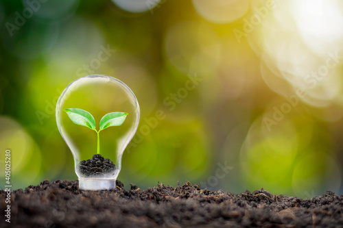 Trees growing in eco-friendly bulbs and blurred green nature background energy saving and environmental protection concept.
