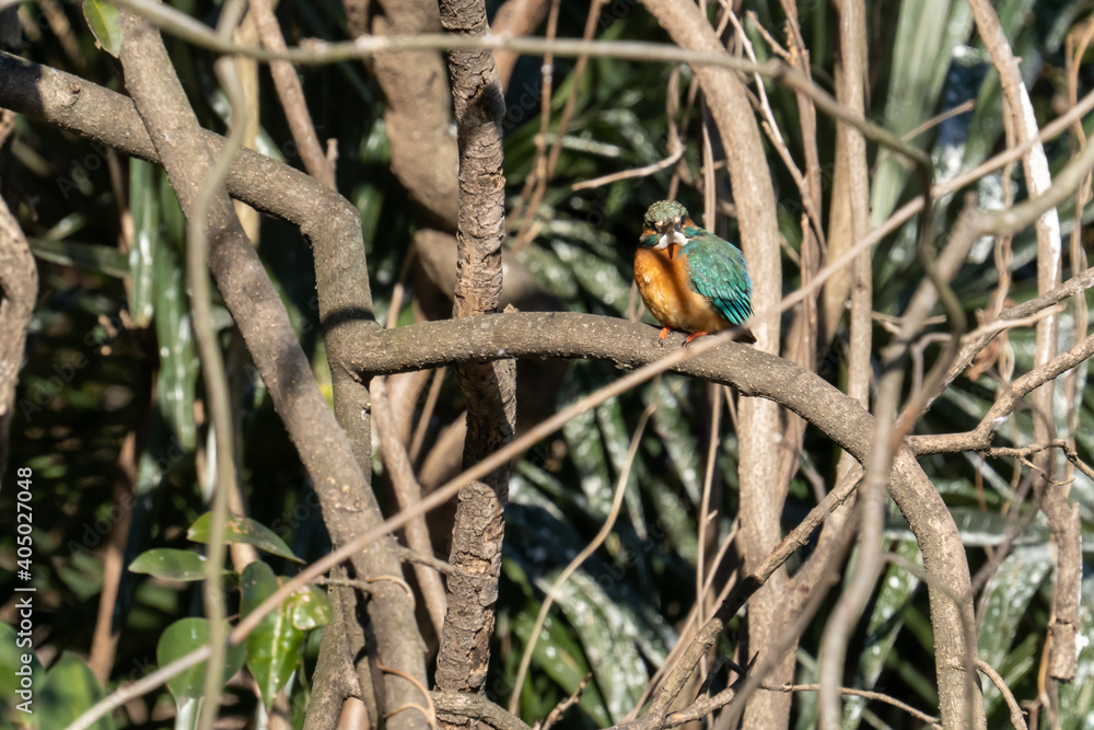 木枝に留まって日向ぼっこする冬の翡翠(カワセミ)