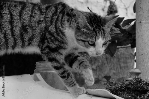 cat on the porch