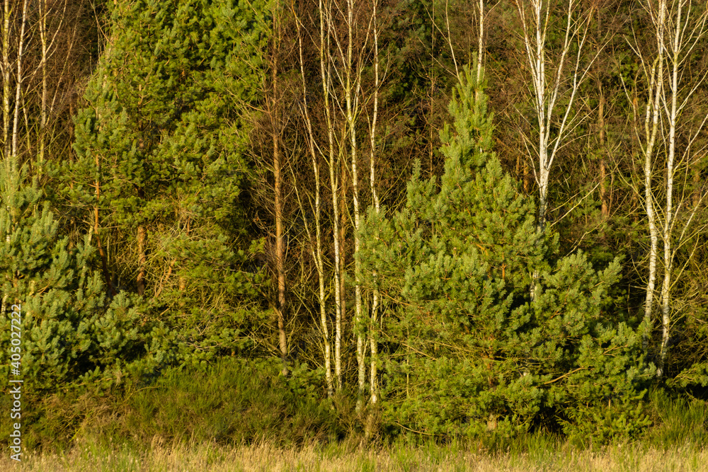 open air with nature in December 2020, Gdynia, Pomeranian Voivodeship open air with nature in December 2020, Gdynia, Pomeranian Voivodeship