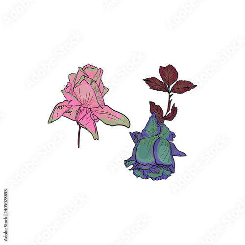 Vector set of lilac roses on a white background. Blank for designers, postcards, print, icon, tattoo, florist