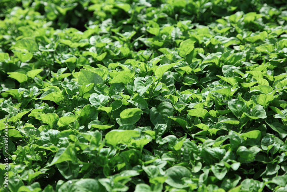 Fresh organic Asian spinach in garden Fresh organic Asian spinach in garden