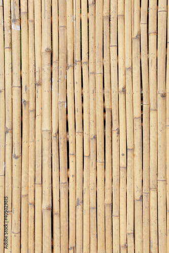 Fototapeta Naklejka Na Ścianę i Meble -  texture of yellow bamboo wall, background from fence