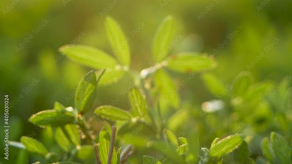 The nature view of green leaf on blurred greenery background in garden with sunbeam in spring. The nature view of green leaf on blurred greenery background in garden with sunbeam in spring.
