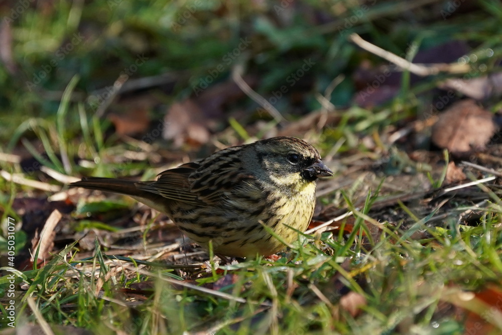 black faced bunting on the ground black faced bunting on the ground