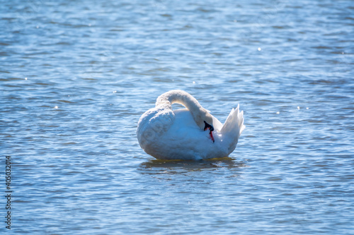 Graceful white Swan swimming in the lake, swans in the wild