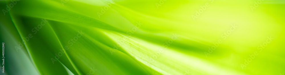 Nature of green leaf in garden at summer. Natural green leaves plants using as spring background cover page greenery environment ecology wallpaper Nature of green leaf in garden at summer. Natural green leaves plants using as spring background cover page greenery environment ecology wallpaper