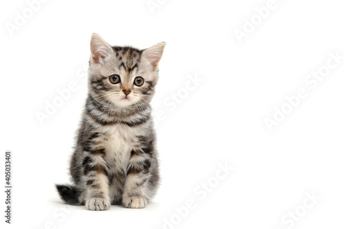 Purebred kitten on a white background