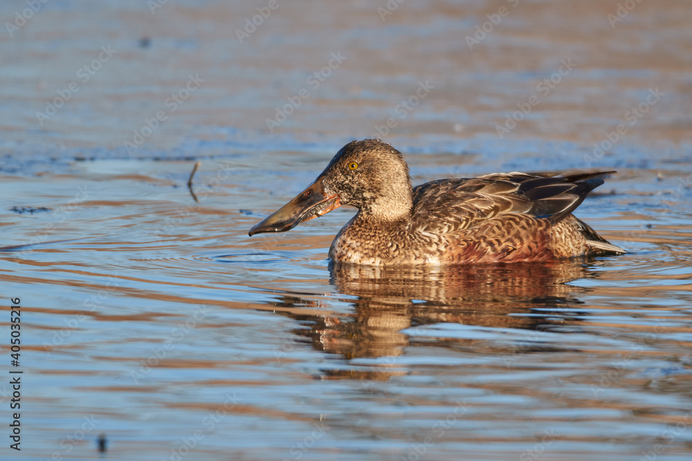 Female shoveler swims in the lake Female shoveler swims in the lake