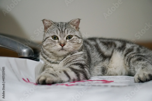 Scottish fold classic tabby cat is looking at camera and lay on white plastic bag