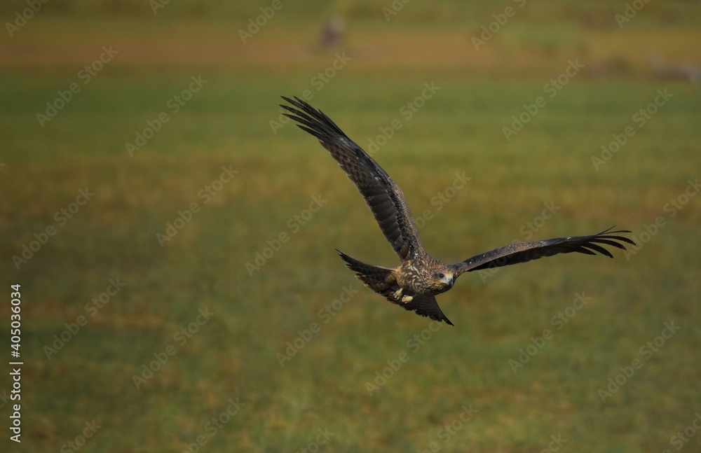 A medium sized bird Male and female have the same characteristics. The body is dark brown and yellow both above and below. Dark brown wings The tail is shallow, the mouth is short, sharp and black. A medium sized bird Male and female have the same characteristics. The body is dark brown and yellow both above and below. Dark brown wings The tail is shallow, the mouth is short, sharp and black.