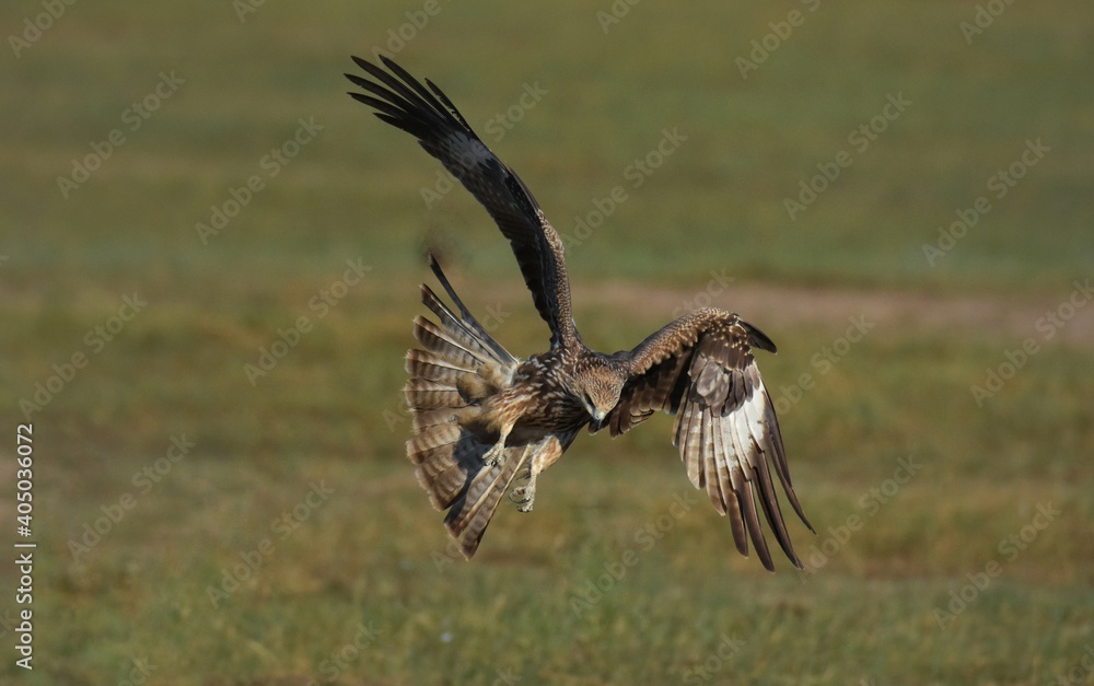 Obraz premium A medium sized bird Male and female have the same characteristics. The body is dark brown and yellow both above and below. Dark brown wings The tail is shallow, the mouth is short, sharp and black.