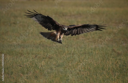 A medium sized bird Male and female have the same characteristics. The body is dark brown and yellow both above and below. Dark brown wings The tail is shallow, the mouth is short, sharp and black.