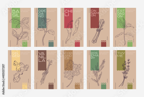 Set of cards "Collection of spices and seasonings". Craft packaging template with drawings of herbs and spices. Stylish craft.