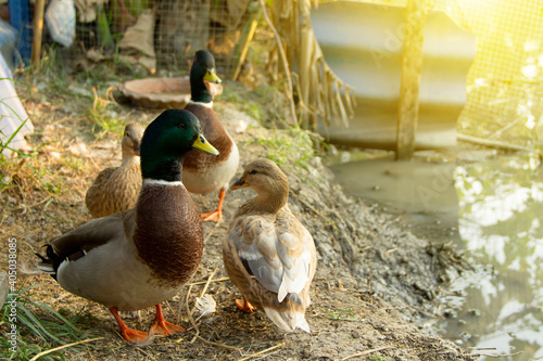 Group call duck or mini mallard a pet in the garden by simulates a natural environment. photo