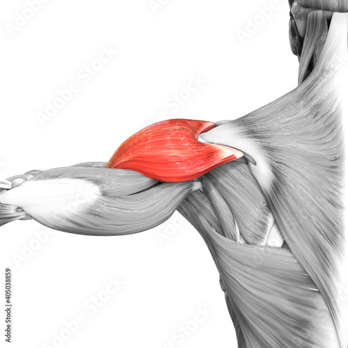Quadro su tela Human Muscular System Arm Muscles Deltoideus Muscle Anatomy