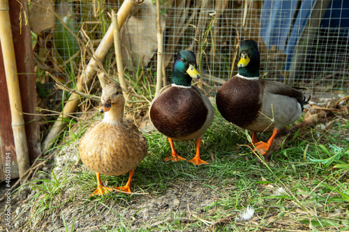 Group call duck or mini mallard a pet in the garden by simulates a natural environment. photo