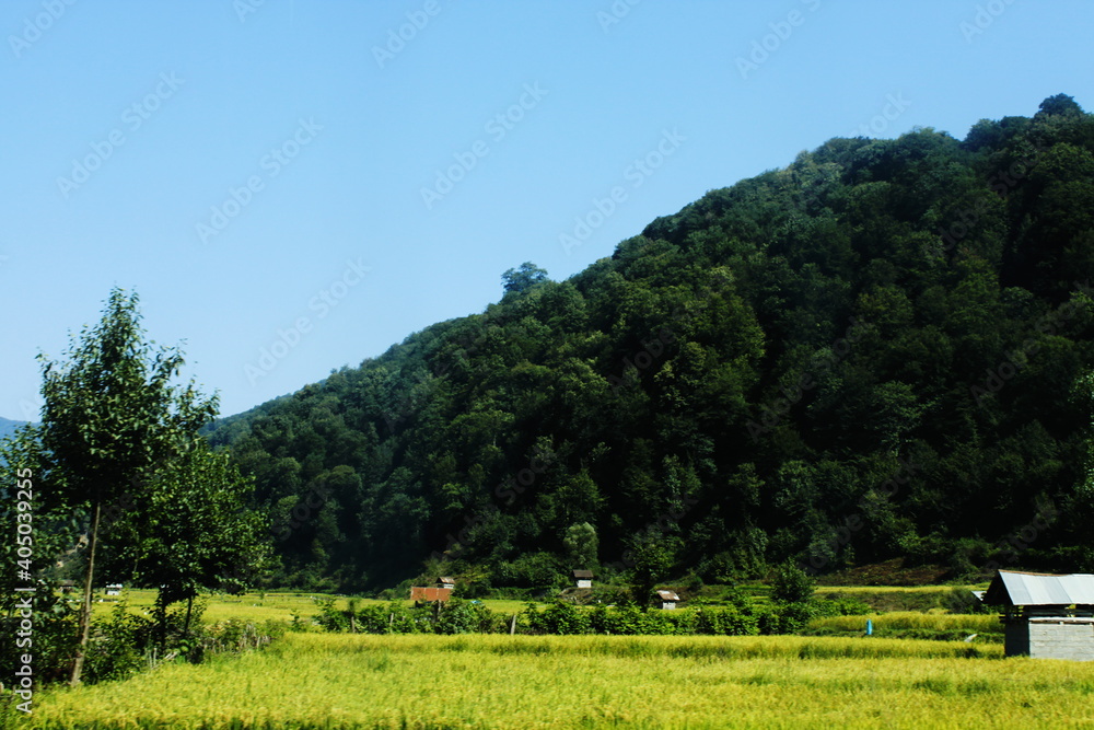 Caspian Hyrcanian mixed forests