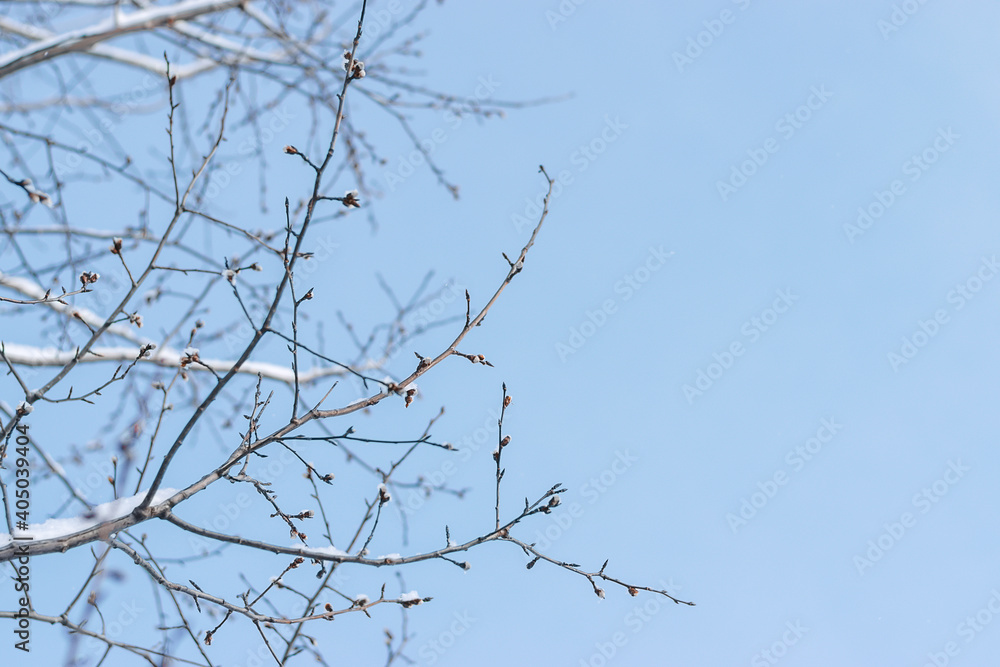 Bare snow-covered tree branches against the blue sky in winter. The natural background.Copy space, selective focus with shallow depth of field. Bare snow-covered tree branches against the blue sky in winter. The natural background.Copy space, selective focus with shallow depth of field.