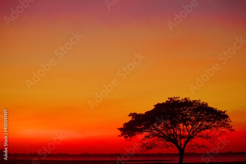 tree at sunset