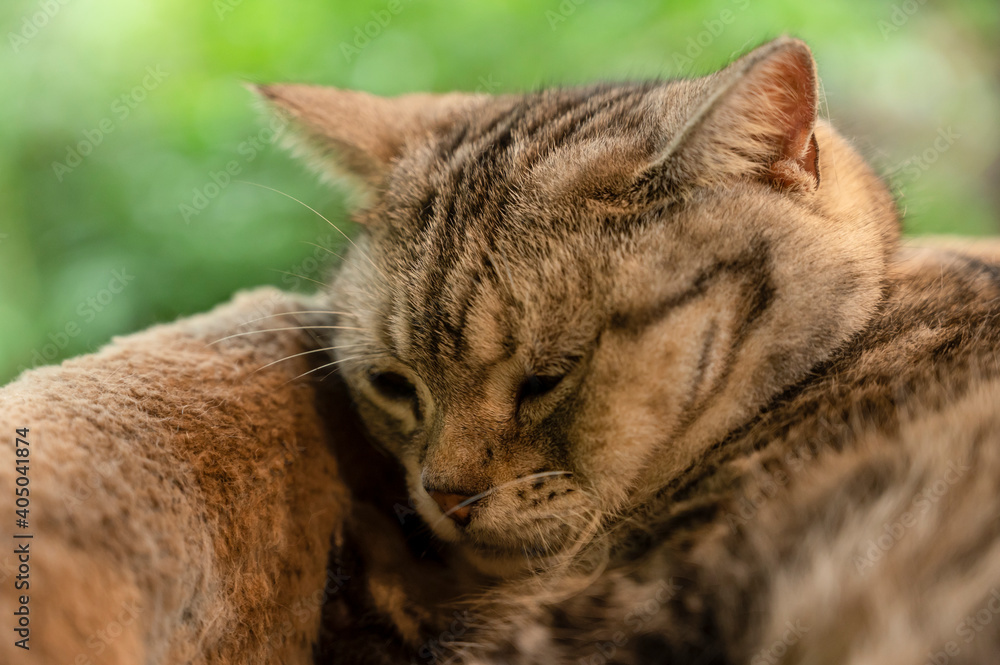 A cute cat lying on the bed to sleep